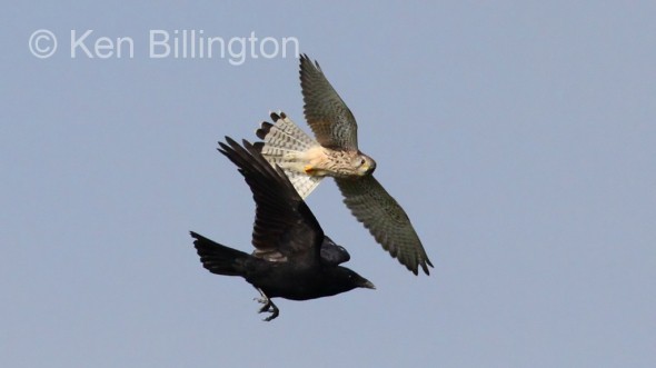 Kestrel (Falco tinnunculus) & Carrion Crow 