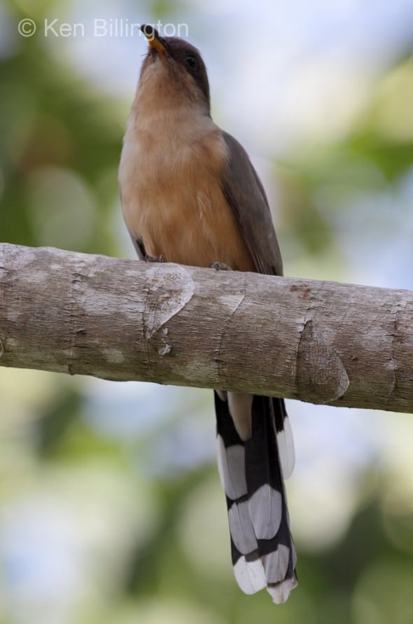 Mangrove Cuckoo (Coccyzus minor) 