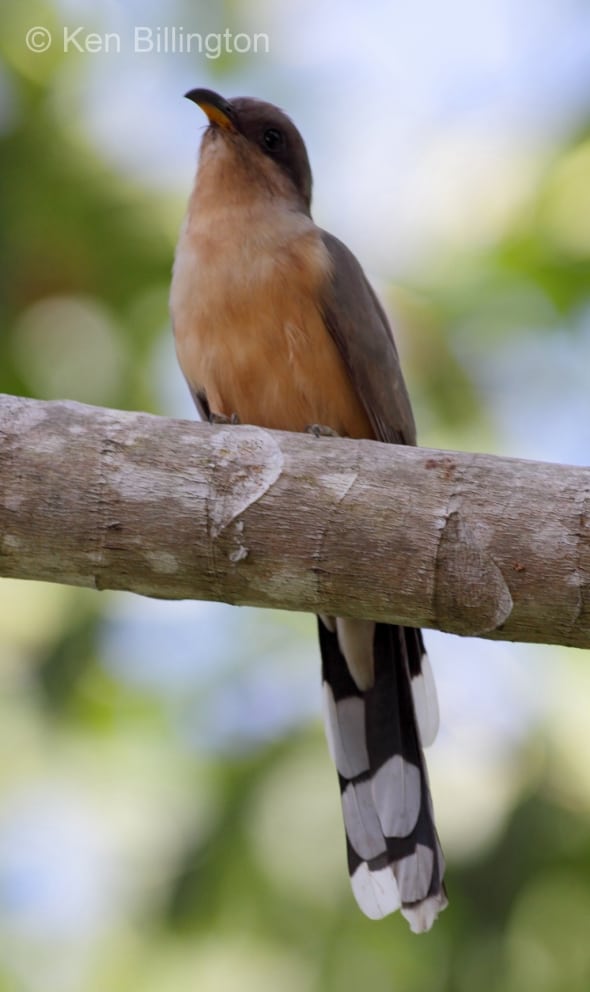 Mangrove Cuckoo (Coccyzus minor) 