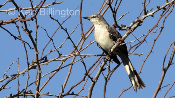Northern Mockingbird (Mimus polyglottos) 