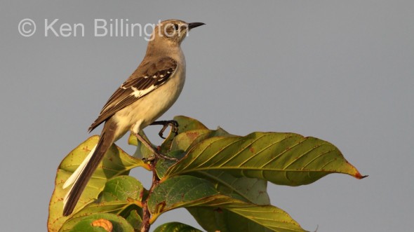 Northern Mockingbird (Mimus polyglottos) 