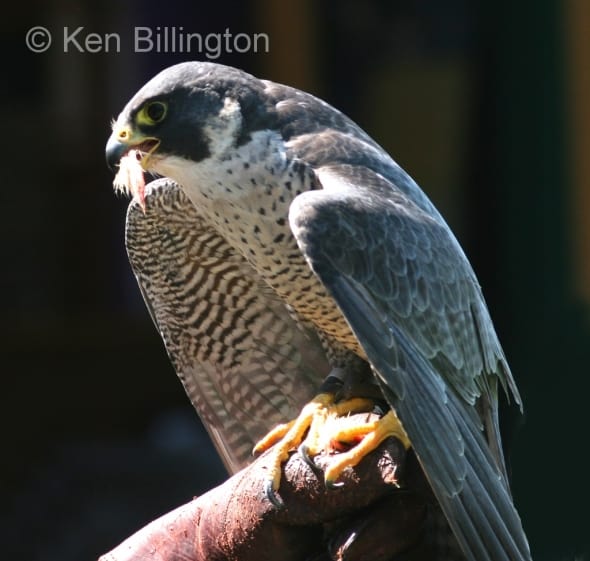 Peregrine Falcon (Falco peregrinus) 