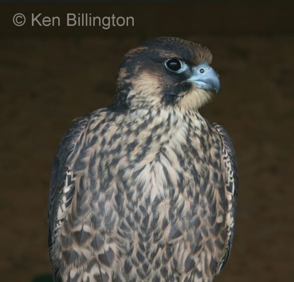 Peregrine Falcon (Falco peregrinus) 