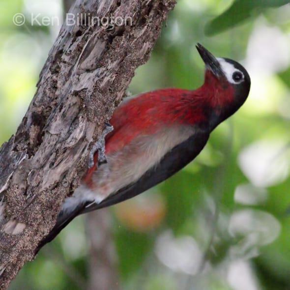 Puerto Rican Woodpecker (Melanerpes portoricensis) 