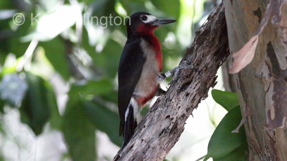 Puerto Rican Woodpecker (Melanerpes portoricensis) 