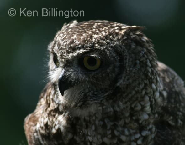 Spotted Eagle-owl (Bubo africanus) 