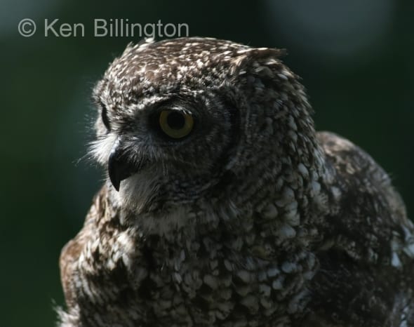 Spotted Eagle-owl (Bubo africanus) 