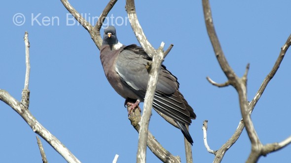 Wood Pigeon (Columba palumbus) 