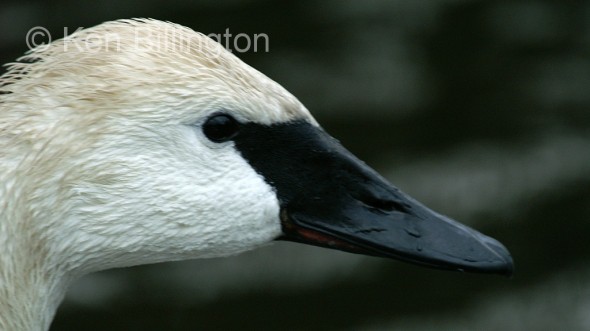 Trumpeter Swan (Cygnus buccinator) 