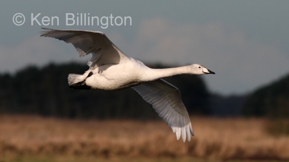 Whooper Swan (Cygnus cygnus)