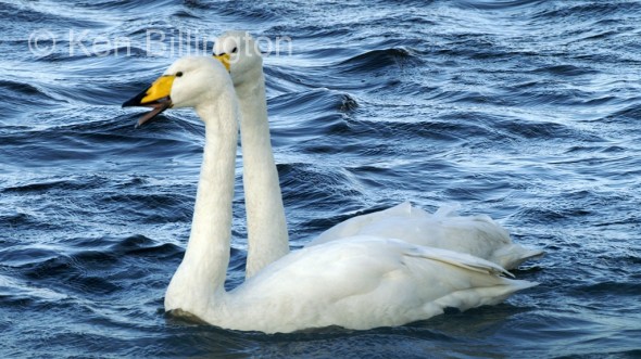 Whooper Swan (Cygnus cygnus) 