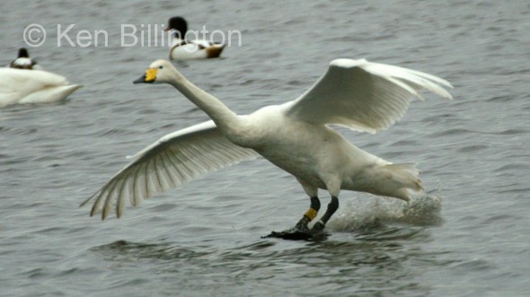 Whooper Swan (Cygnus cygnus) 