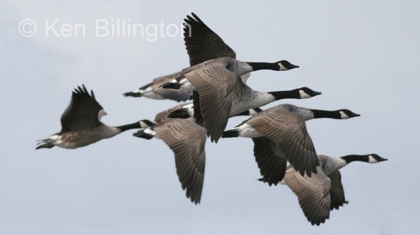 Canada Goose (Branta canadensis)