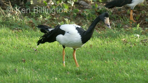 Magpie-goose (Anseranas semipalmata) 