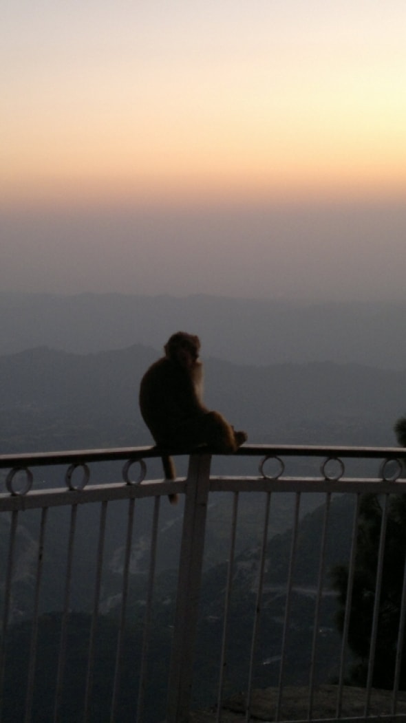 Rhesus macaque (Macaca mulatta) by Anant Bharadwaj