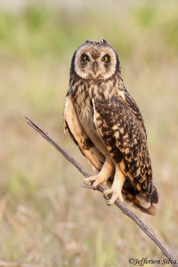 Short-eared Owl - 1