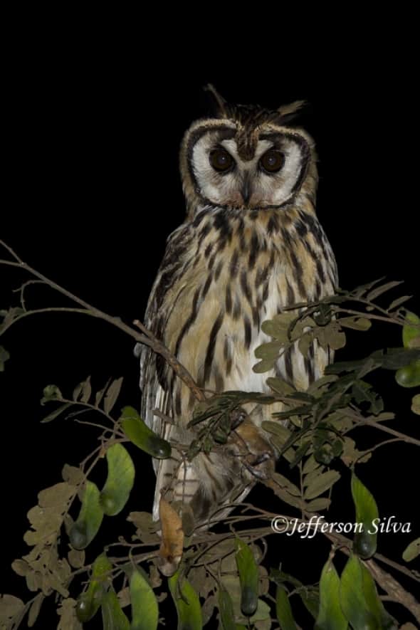 Striped Owl (Asio Clamator)