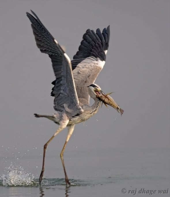 Grey Heron by Raj Dhage