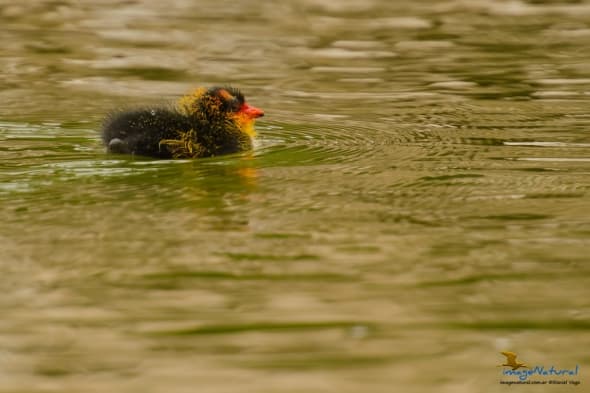 White-winged Coot (Fulica leucoptera)