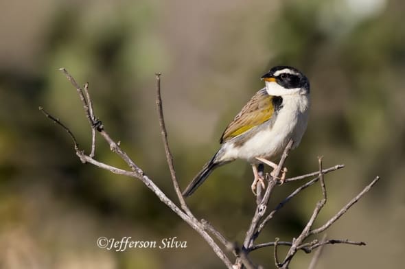 Black-masked Finch (Coryphaspiza melanotis) - 2