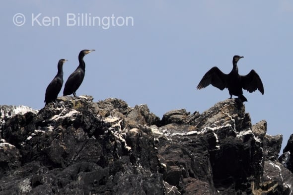 Shag drying out