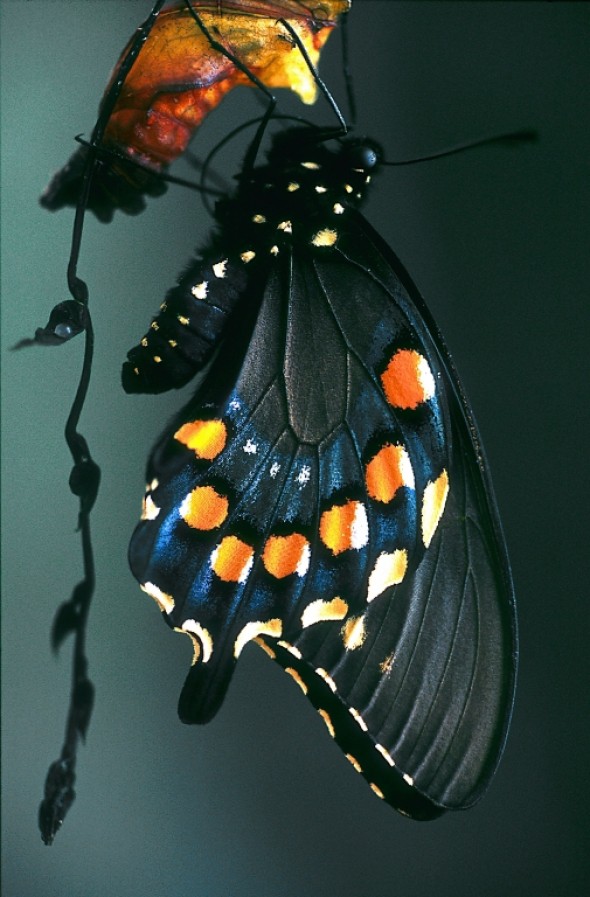 Emergent Pipevine Swallowtail