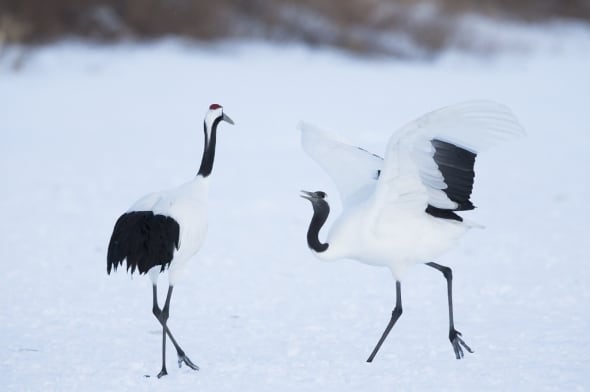 Red-crowned Crane Dancing