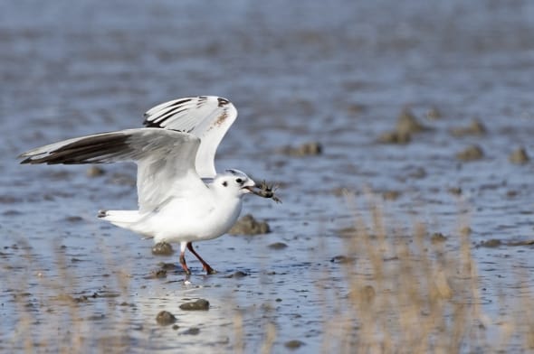 Saunders's Gull (non-breeding) with Crab