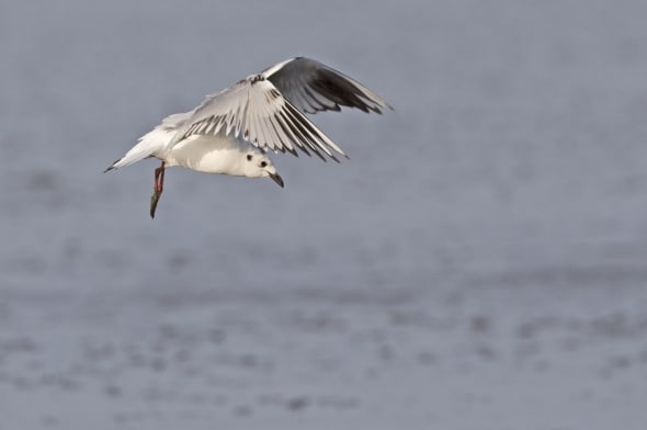Saunders's Gull (non-breeding) in Flight