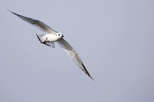 Saunders's Gull (non-breeding) in Flight