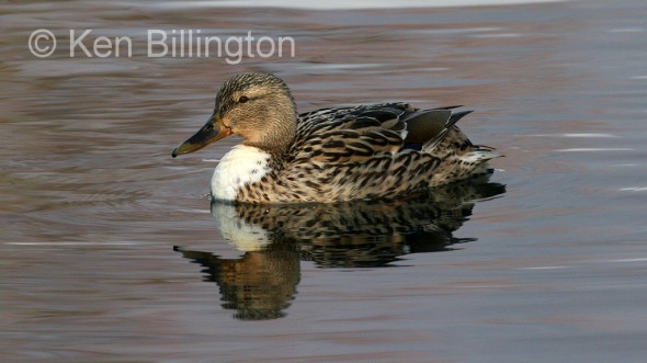 Mallard (Anas platyrhynchos)