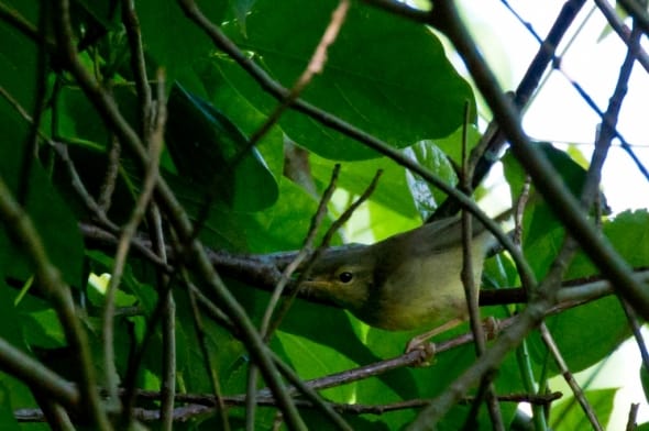 Ijima's Leaf Warbler (Phylloscopus ijimae)