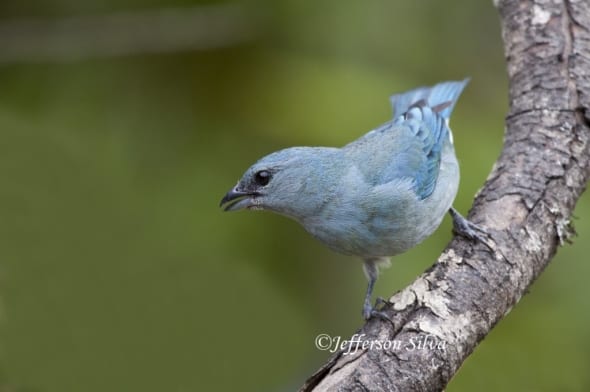 Azure-shouldered Tanager Thraupis cyanoptera 