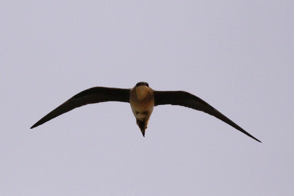 Black-winged Pratincole (Glareola nordmanni)