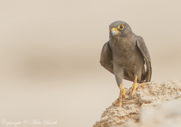 Sooty Falcon Falco concolor 