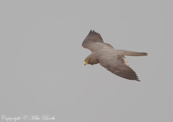 Sooty Falcon Falco concolor 