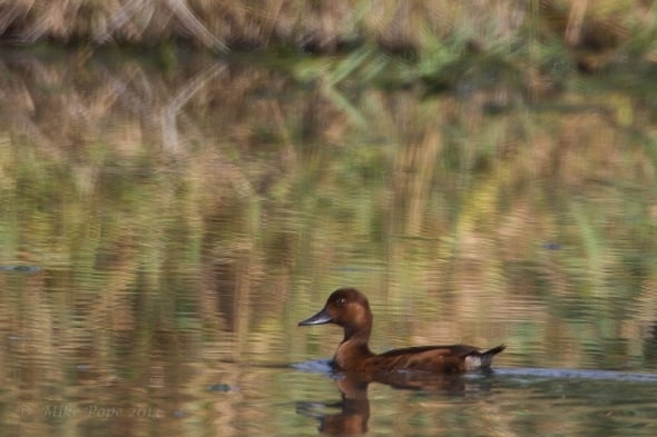 Ferruginous Duck (Aythya nyroca)