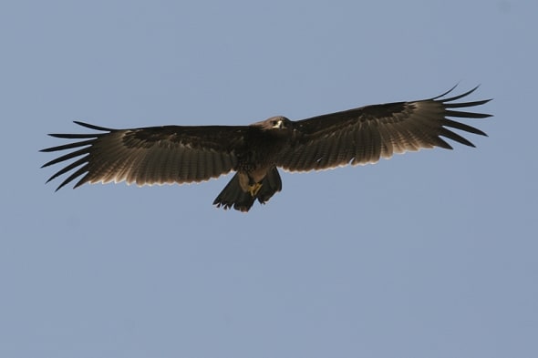 Greater Spotted Eagle (Aquila clanga)