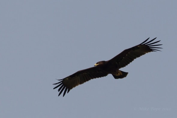 Greater Spotted Eagle (Aquila clanga)