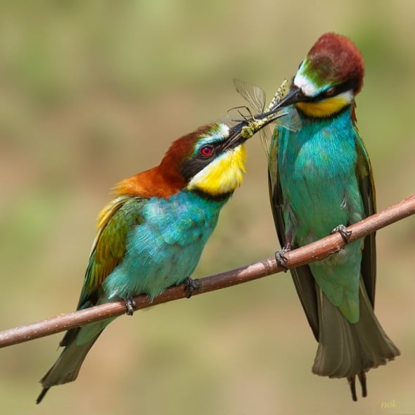 Tenderness - Mr. Bee-eater offers a wedding gift to his bride