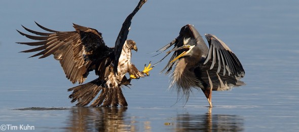 Bald Eagle stealing from Great Blue Heron