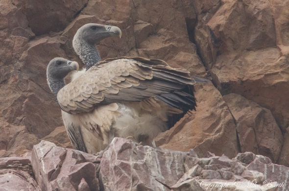Indian Vulture Gyps indicus