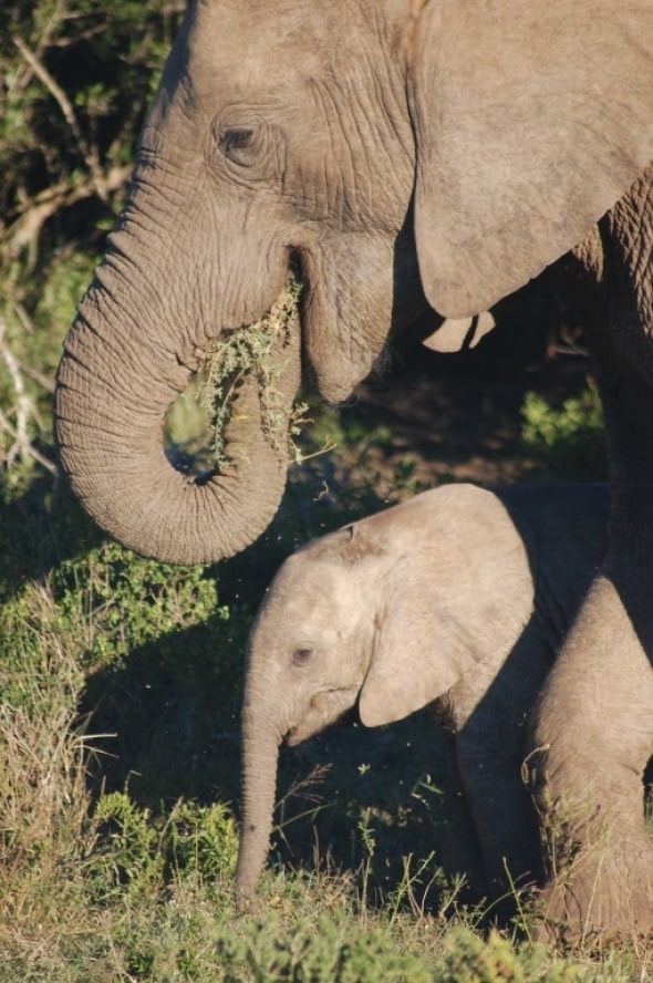 Mother elephant and its calf feeding in Addo