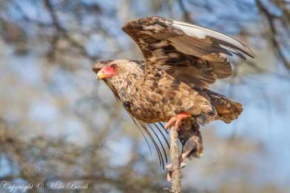 Bateleur Terathopius ecaudatus 