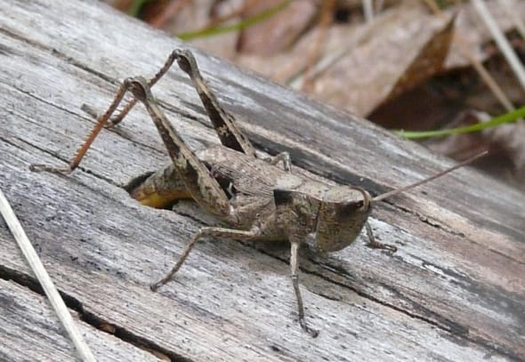 Sprinkled Grasshopper laying eggs