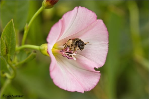 Field Bindweed with Insect