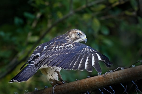 Broad-wing Hawk
