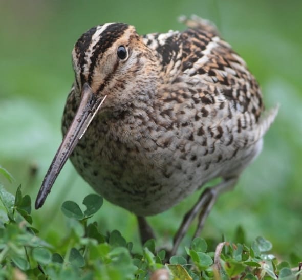 Coming in for a closer look...! The rarely well seen Great Snipe
