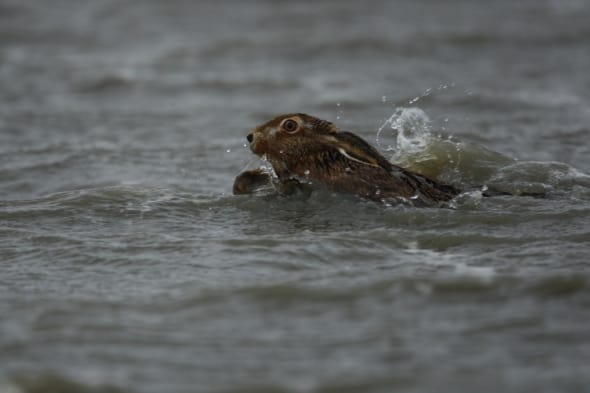 Hare Swimming for his life