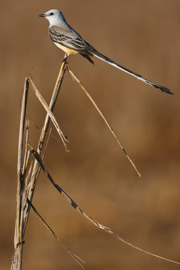 Scissor-tailed Flycatcher Symmetry